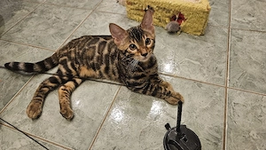 Bengal Kitten reinrassig