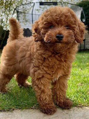 Zwergpudel sucht neues Zuhause. Kontakt per WhatsApp: 15219701608