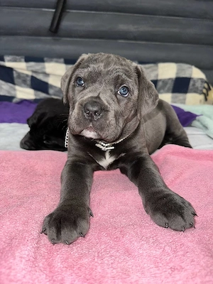 Cane Corso Welpen mit Ahnentafel sind geboren