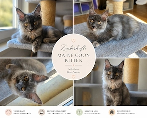 Maine Coon 