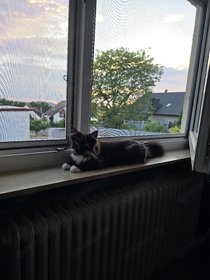 MainCoon Kater