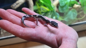 Leopardgecko Weibchen - Eublepharis macularius 