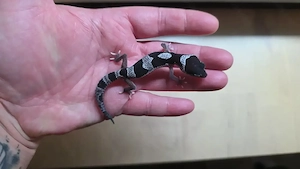 Leopardgecko Weibchen - Eublepharis macularius 