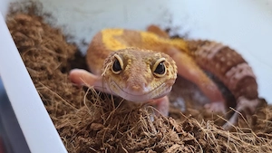 Leopardgecko Weibchen - Eublepharis macularius - Lava Projekt