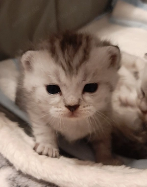 BKH-Kitten British Kurzhaar Silver-, black-tabby suchen ab September ein liebevolles Zuhause   
