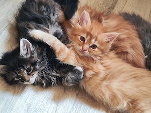 Maine Coon Kätzchen suchen neue Dosenöffner