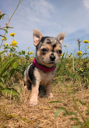 Chihuahua Welpe Mädel mit Ahnentafel