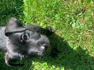 Jack Russel Mix Welpe 