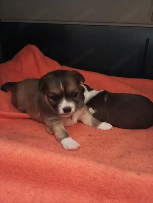 Chihuahua Babys