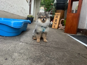 Zwergspitz Pomeranian, sechs Monate blaue Augen