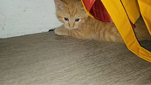 Birma mix kitten edenkoben 