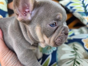 Französische Bulldoggen Welpen suchen ein liebevolles Zuhause