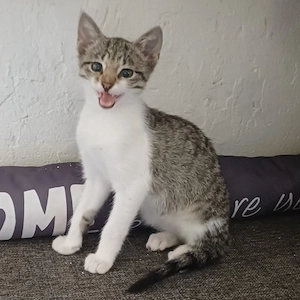 Babykatzen 