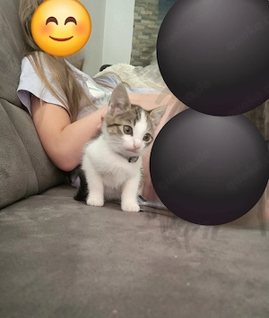 Kitten Geschwisterpaar, 12 Wochen alt, so lieb und schmusig