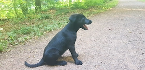 Labrador Mischling