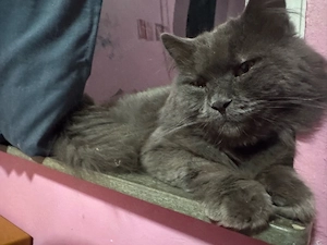 Maine Coon   BKH Kater mix