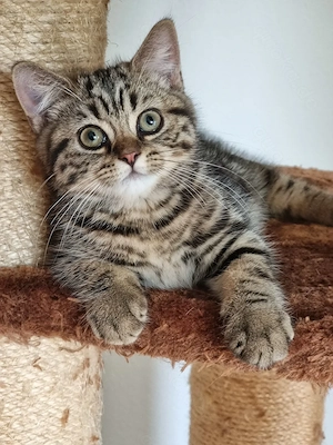 Bkh Kitte sucht ein neues zu Hause