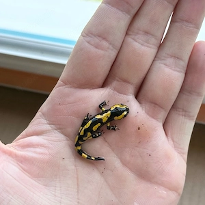 Feuersalamander (gepunktet)