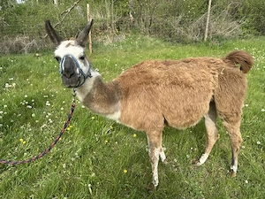 Lama Stute tragend
