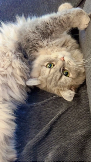Bella ist eineinhalb Jahre alt, schön und fröhlich, sie liebt es zu spielen.