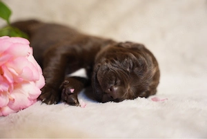Labradoodle F2 Welpen braun Deutsch Kurzhaar Hündin Rüde rauhaar drahthaar 