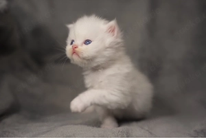 Britisch Langhaar Ragdoll Mix Kitten Kater Katze langhaar blauäugig weiss schildplatt