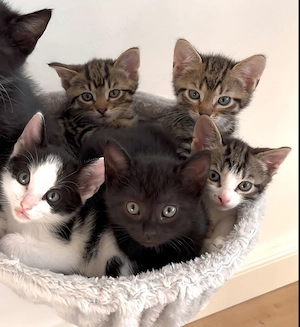 5 Katzenkinder suchen Ihr Zuhause  