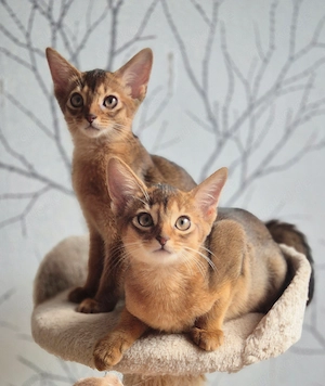 Unsere zwei Abessinier-Kitten suchen ab sofort ein liebevolles neues Zuhause.