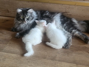 Maine Coon Kitten sind bereit für Ihre neuen Besitzer 