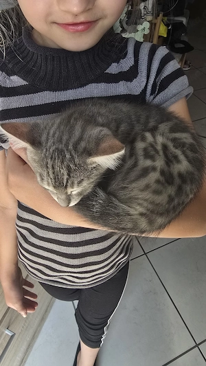 Bengal-Mix Kätzchen   süße Mädchen  suchen ein liebevolles Zuhause