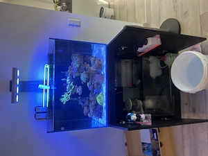 Komplettes Meerwasseraquarium zu verkaufen
