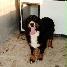 Cher ca. 60 cm wünscht sich ein neues Zuhause