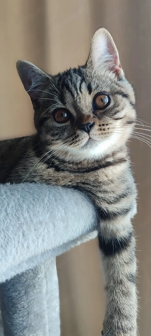 BKH Kitten  suchen ein liebevolles Zuhause 