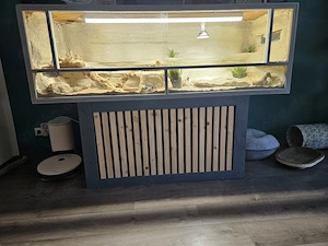   Bartagame mit Terrarium  