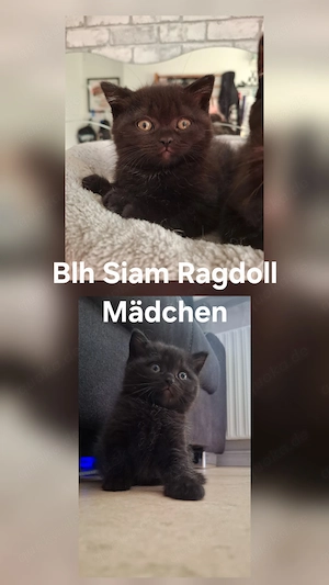 Bkh siam Ragdoll kitten