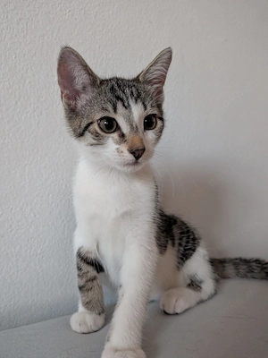 Kitten Kater 