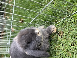 Zwergwidder  Kaninchen
