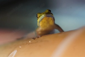 Phelsuma Klemmeri
