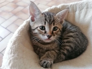 Bengal Mix Kitten 