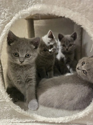 BKH Kitten abzugeben