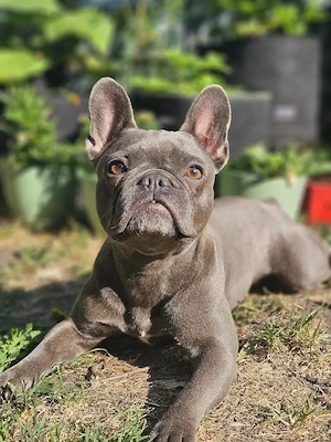 Dora, französische Bulldogge