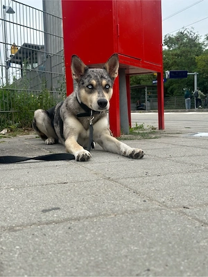 **   Welpen erwarten Anfang nächsten Monats   **