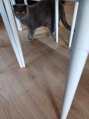 hübsche katze 