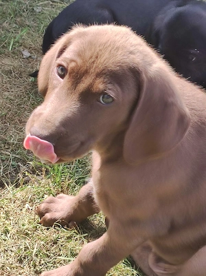 Weimaraner Mix Welpen 