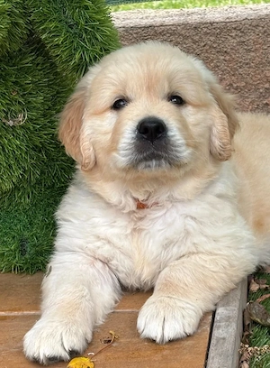 Golden-Retriever-Welpen