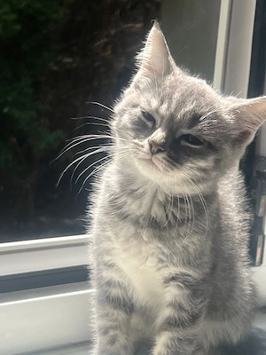 bkh kitten 