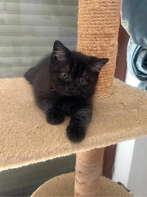 BKH Katzenbabys suchen ein neues Zuhause