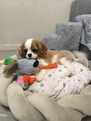 Cavalier King Charles Spaniels suchen ein liebevolles Zuhause für immer!