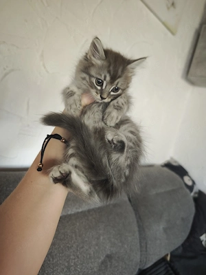 persermix Kitten babys