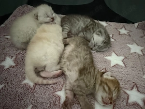  Wunderschöne Britisch Kurzhaar (BKH) Kitten suchen ein liebevolles Zuhause 